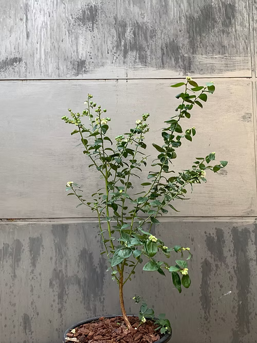 שיח אוכמניות שארפבלו