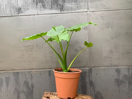 שיח אלוקסיה מקרוריזה (אוזן הפיל)