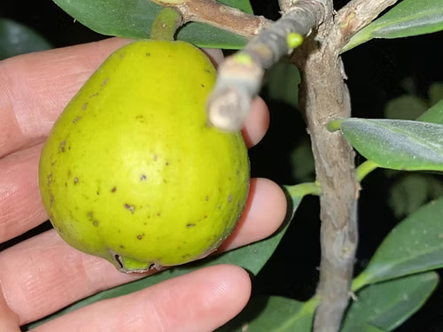 עץ גויאבה תותית צהובה
