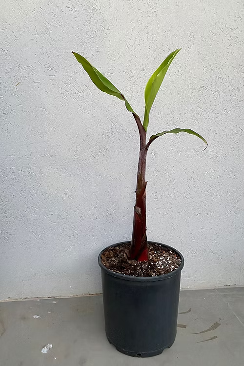 עץ בננה אדומה