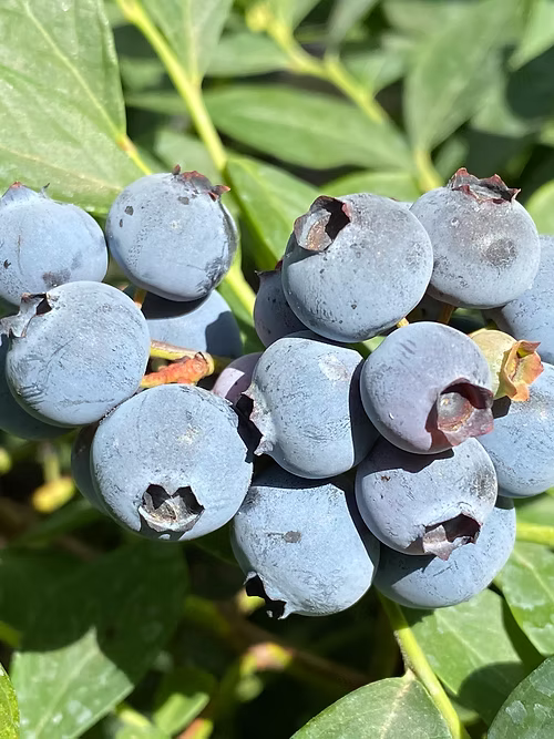 שיח אוכמניות סאנשיין