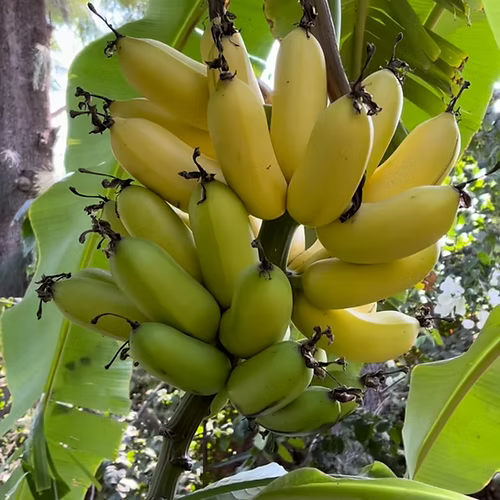 עץ בננה תפוח