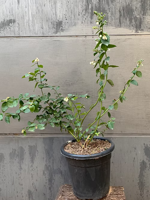 שיח אוכמניות בילוקסי