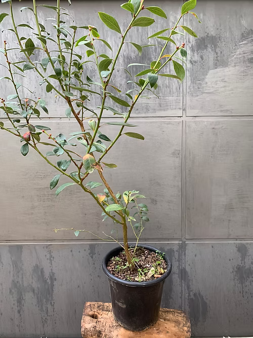 שיח אוכמניות ג׳ורג׳יה ג׳ם