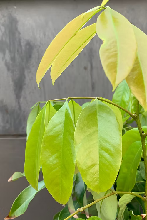 עץ ליצ'י מאוריציוס