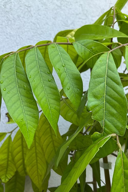 עץ לונגן ביו קיו (איסוף עצמי)