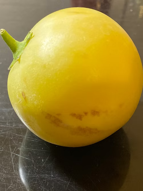 שיח פפינו דולצ'ה