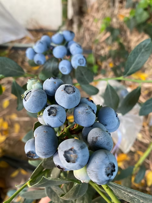 שיח אוכמניות מיסטי