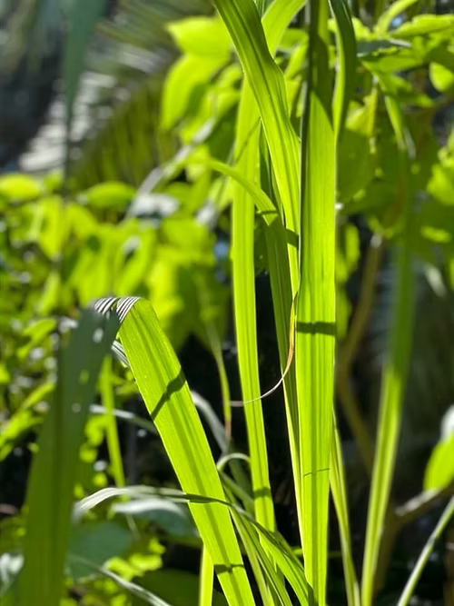 קנה סוכר / קיינה