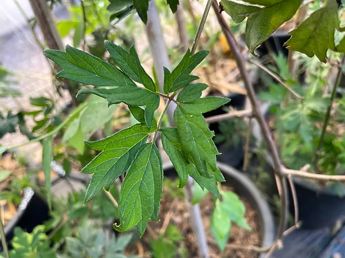 שיח אוסנה אורגון