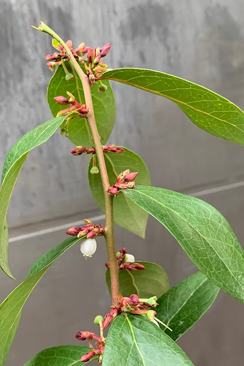 שיח אוכמניות אליוט