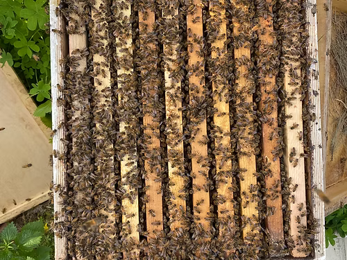 דבש דבורים טהור