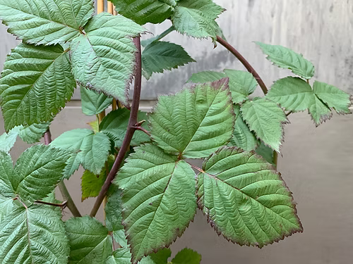 שיח אוסנה נבאחו