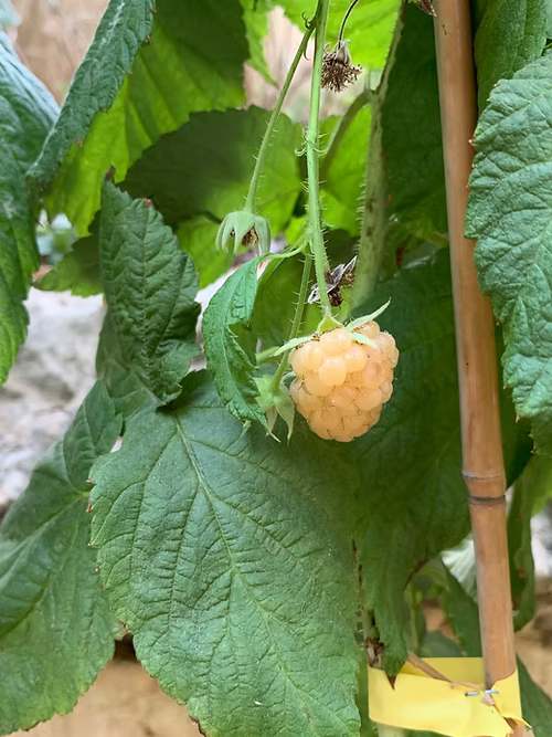 שיח פטל צהוב גולדן בליס