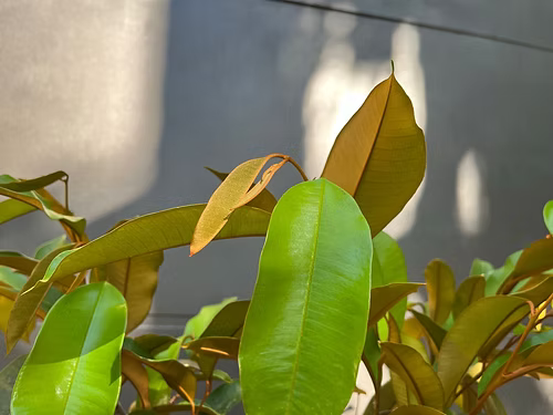 עץ תפוח כוכב (איסוף עצמי)