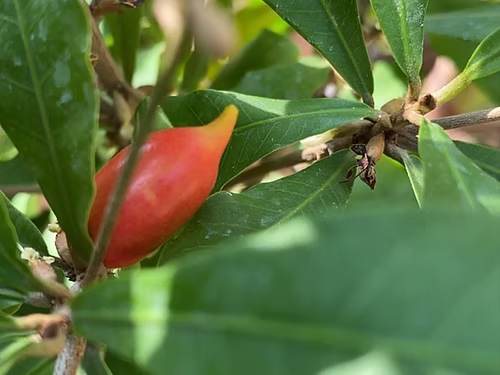 שיח פרי הפלא \ הפרי המכושף