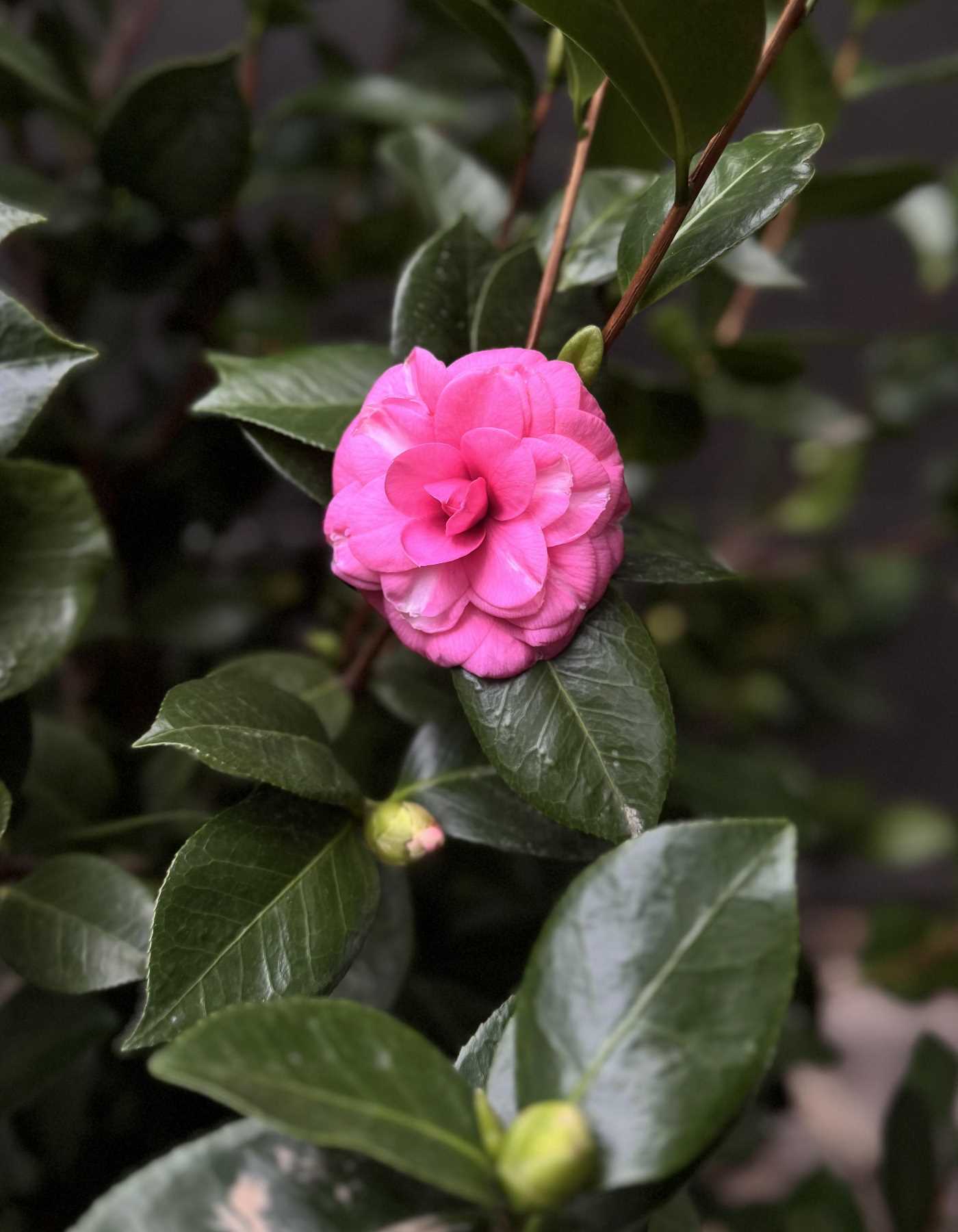 שיח קמליה יפנית - פרח ורוד כהה