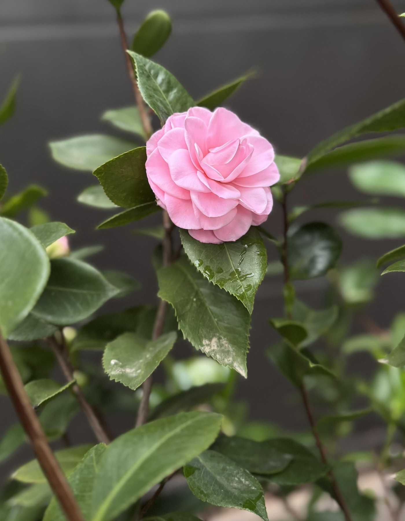 שיח קמליה יפנית - פרח ורוד בהיר