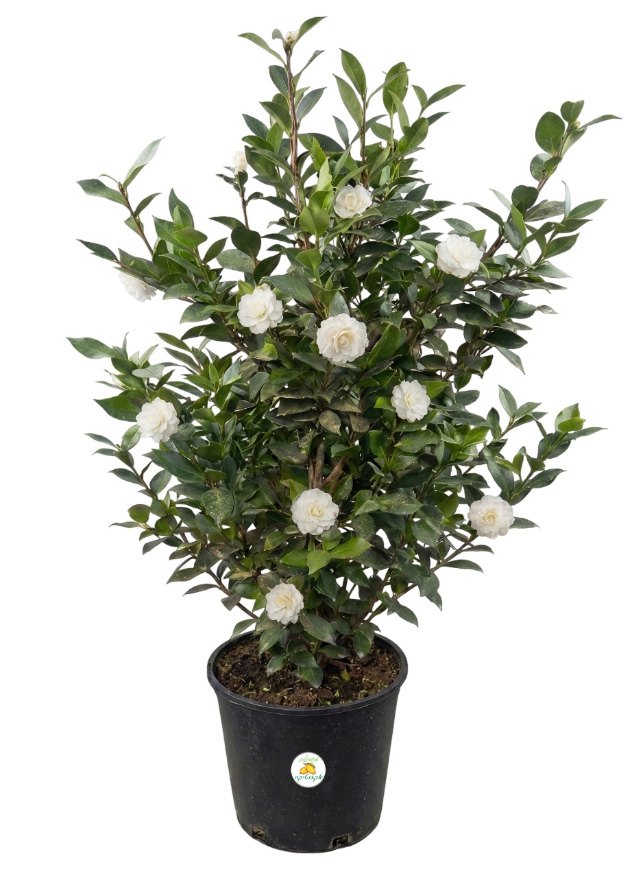 שיח קמליה יפנית - פרח לבן