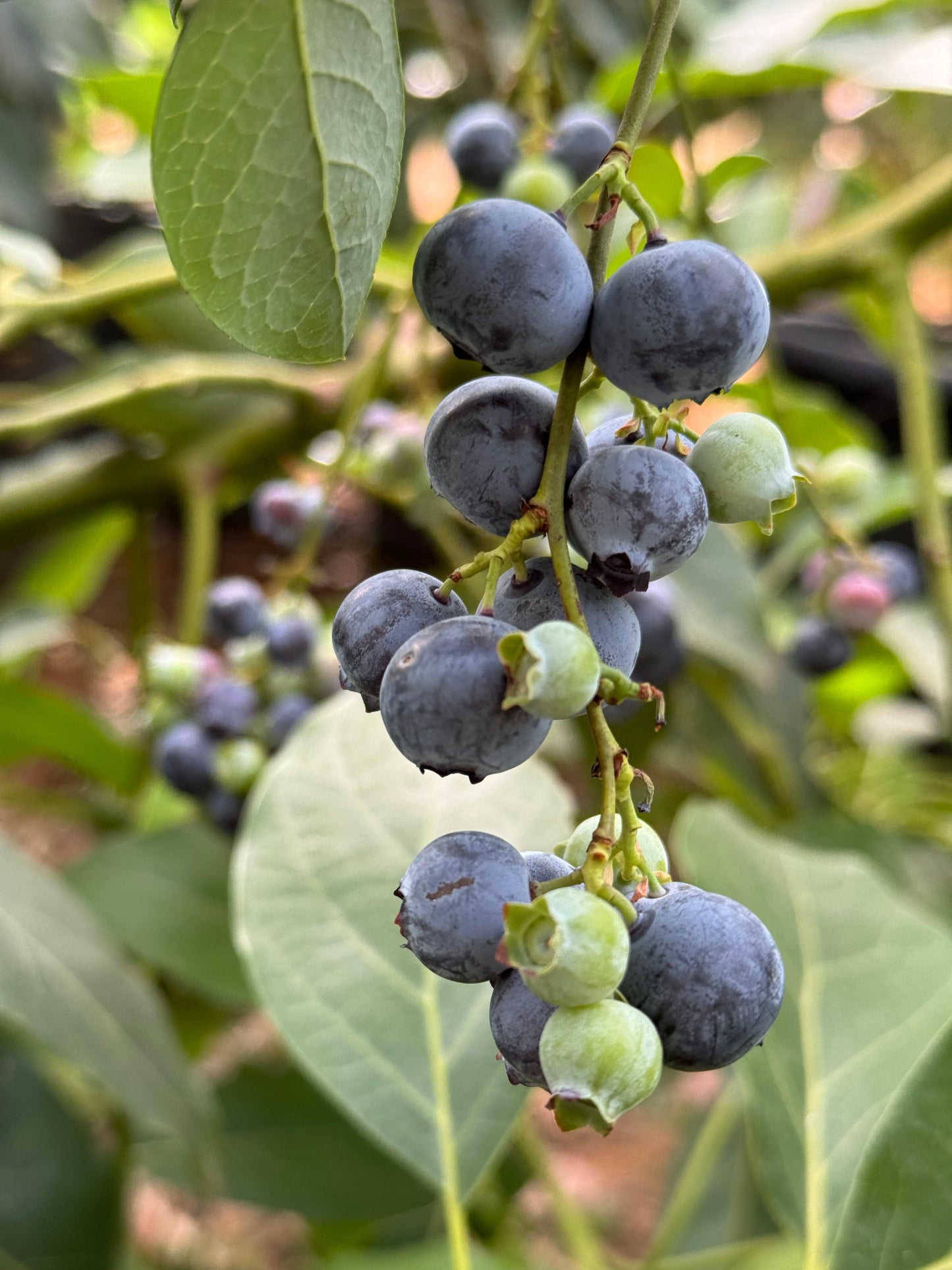 שיח אוכמניות אבנדנס