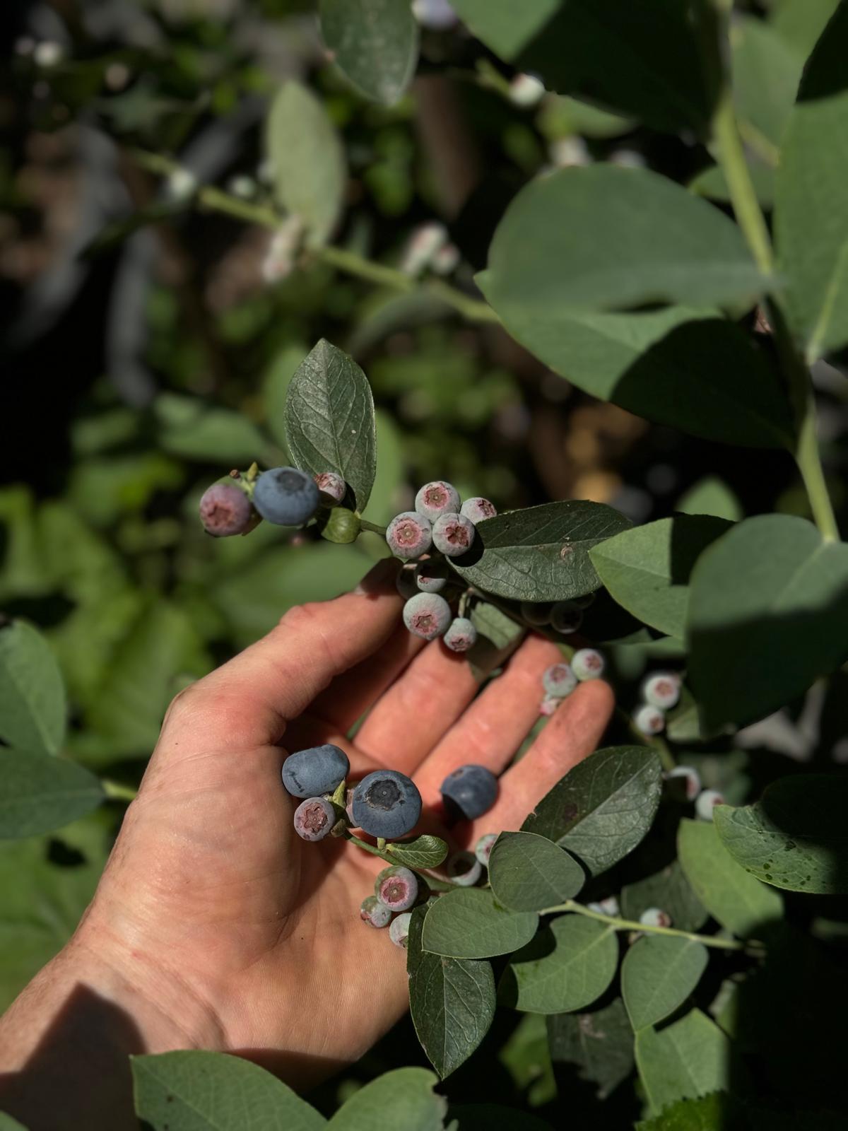 שיח אוכמניות בלוג'ם