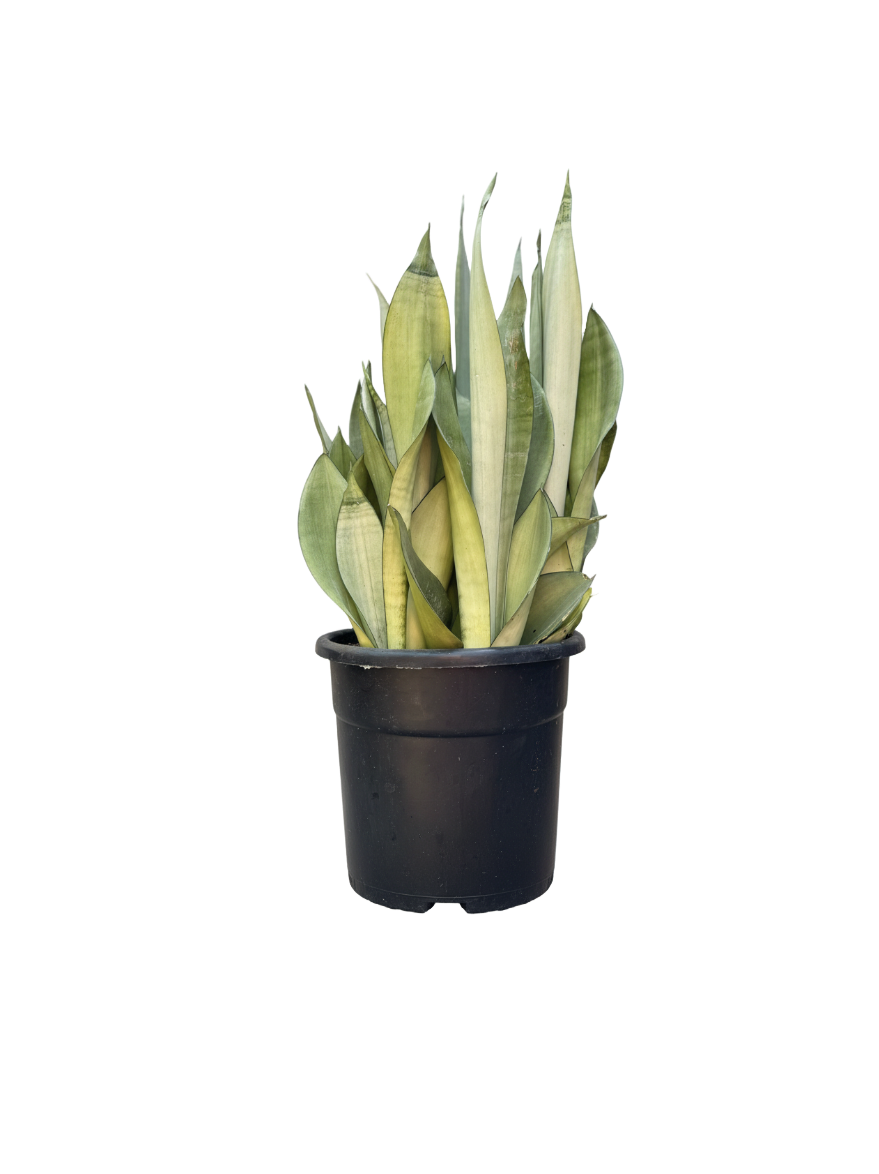 שיח סנסיווריה מונשיין