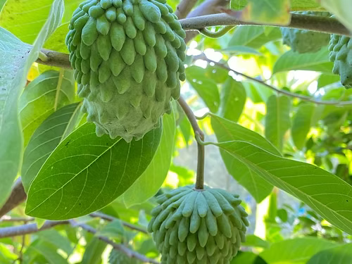 עץ אנונה גפנר (איסוף עצמי)