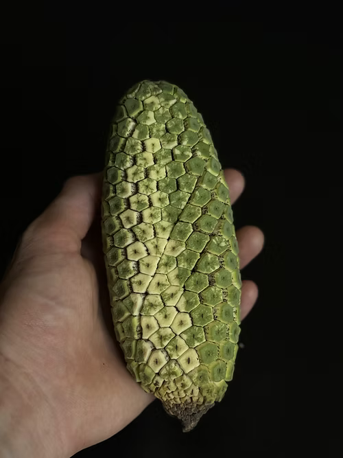 מונסטרה מגוונת אלבו