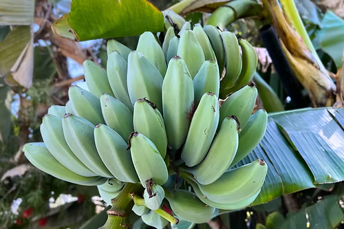 עץ בננה כחולה