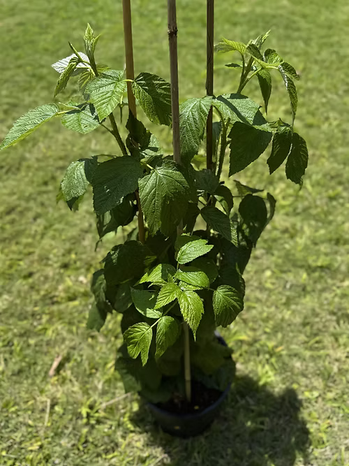 שיח פטל אדום ג.א