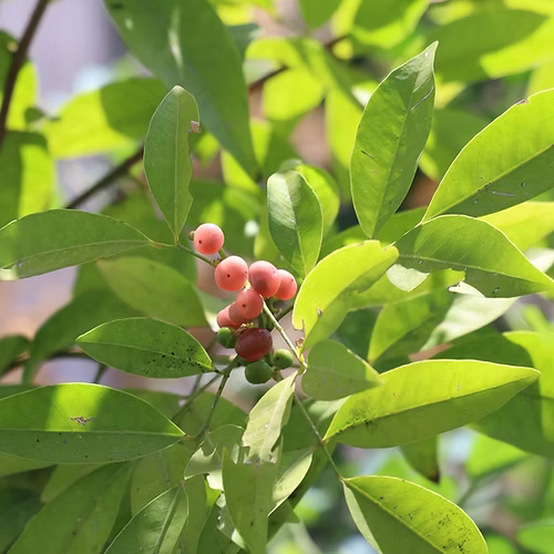 שיח אורנג' ברי (זריע)