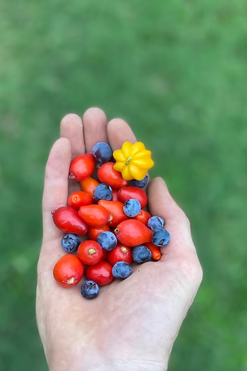 שיח דובדבן סידר ביי