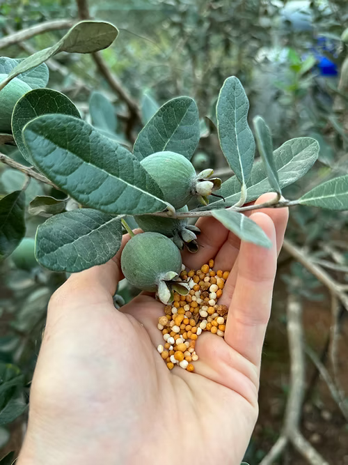 אקוגן פרי בשחרור איטי - דשן גרגרי לעצי פרי בשחרור איטי