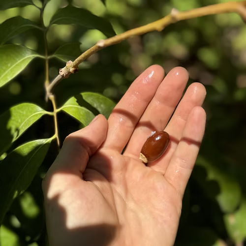 עץ ליצ'י הונג לונג