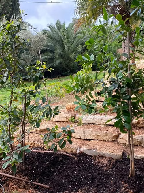 עץ גויאבה תותית אדומה