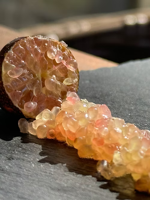 עץ פינגר ליים אדום (מורכב)