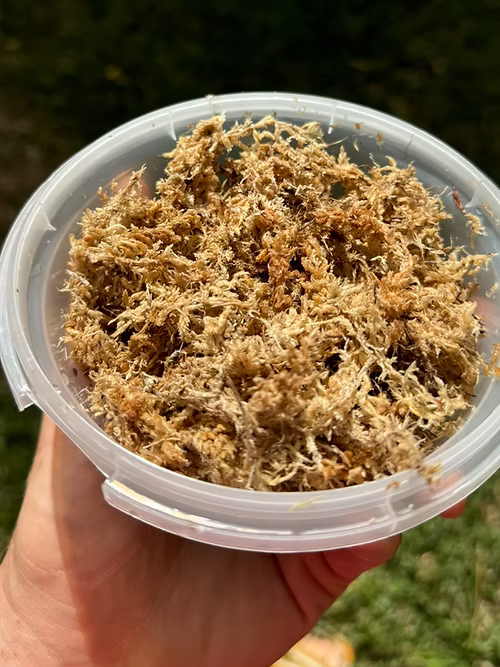 ספגנום מוס פטגוניה