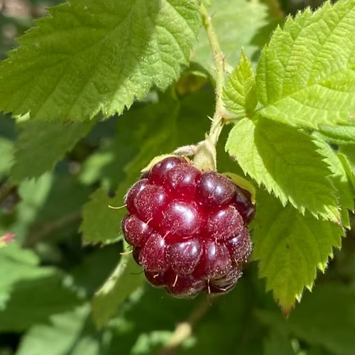 שיח בויזנברי