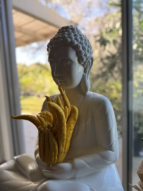 עץ אתרוג האצבעות / יד הבודהה