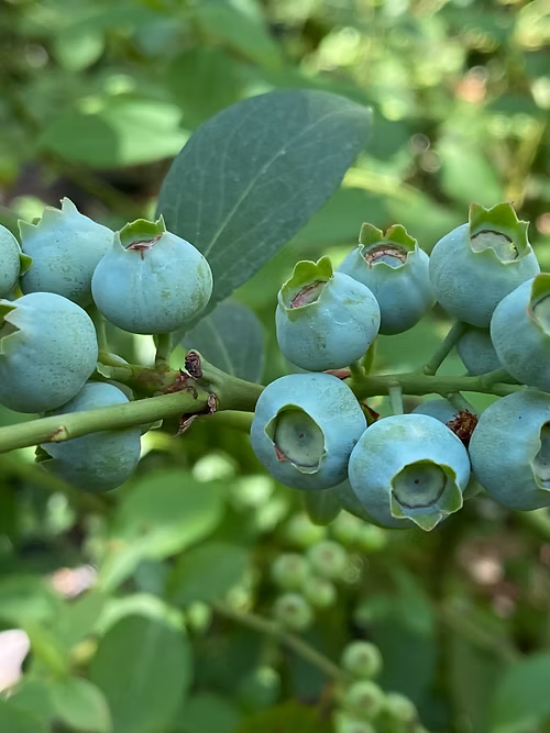 שיח אוכמניות לגאסי