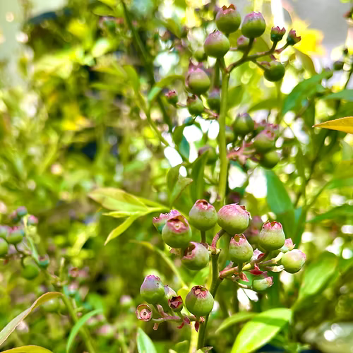 שיח אוכמניות ורודות פינק למונייד