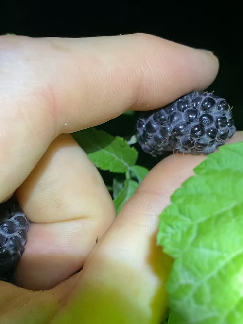 שיח פטל שחור ג'ול בלאק