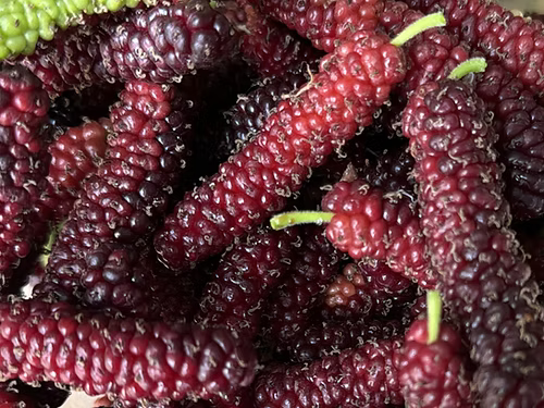 עץ תות פקיסטני שחור