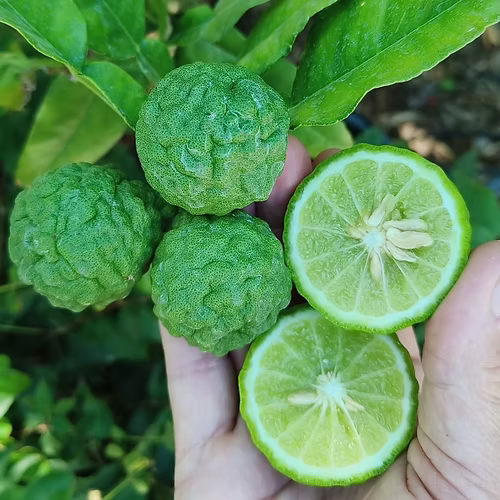 עץ קפיר ליים (מורכב)