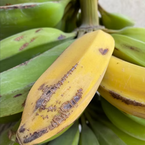 עץ בננה סורית