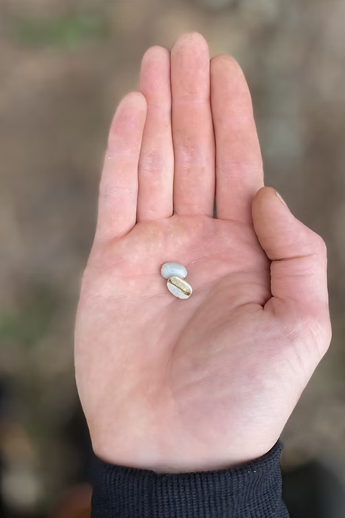 עץ קפה ערביקה