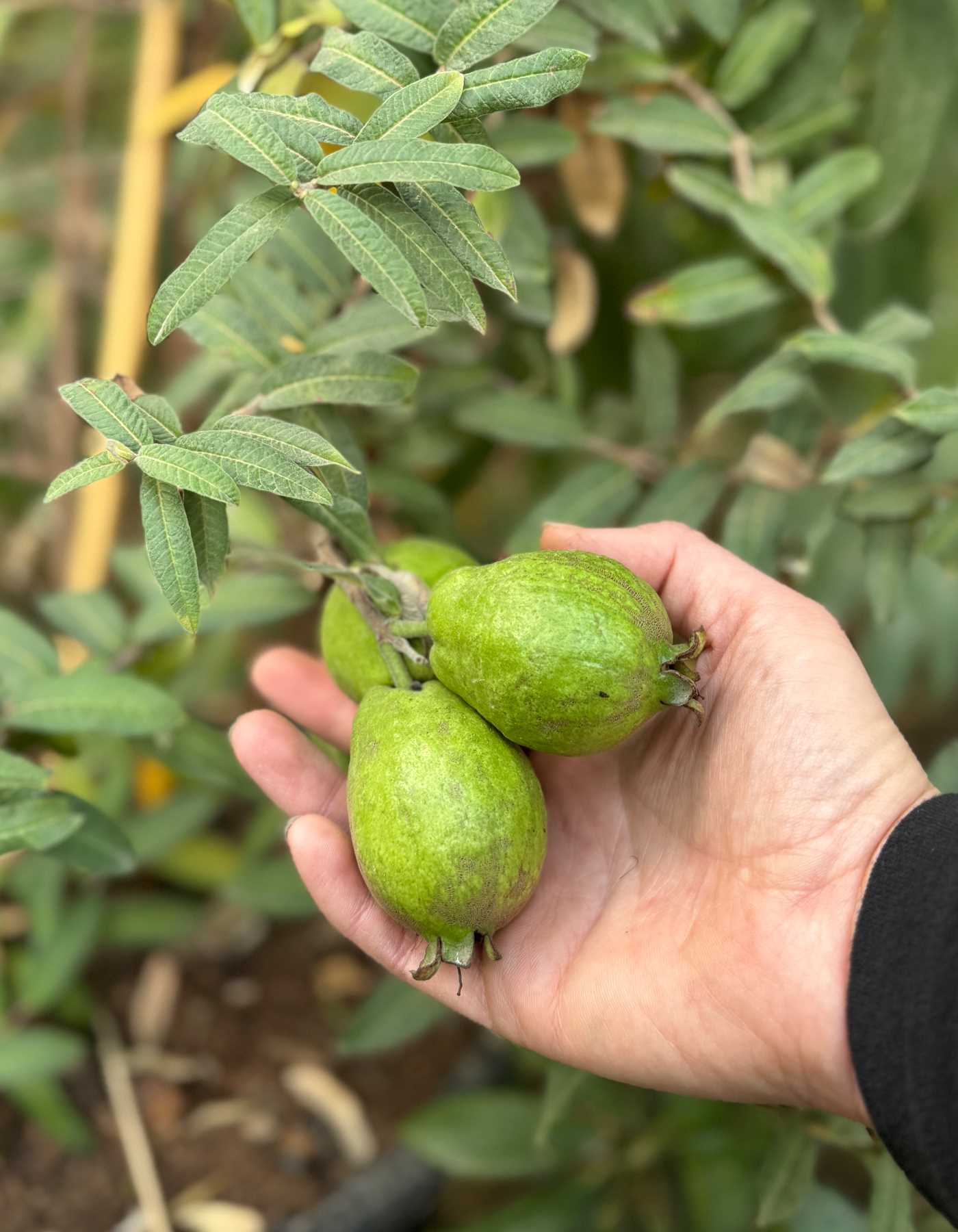 גויאבות לא בשלים על העץ