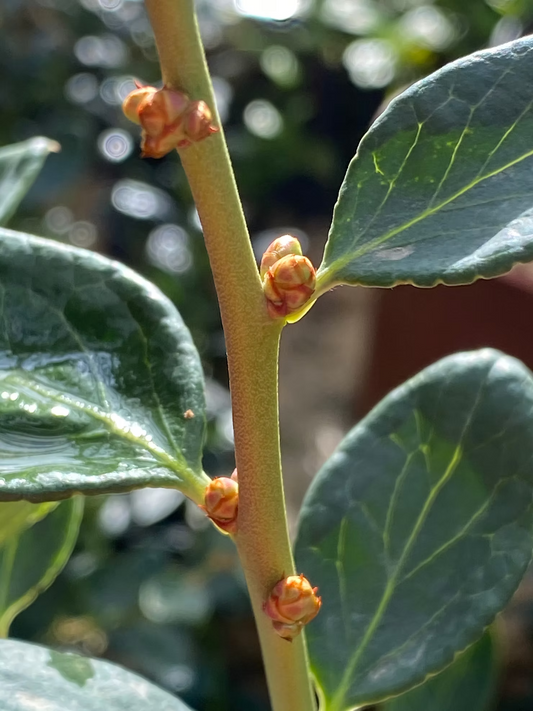 האם יש יתרונות לגידול אוכמניות באקלים חם כמו בישראל?