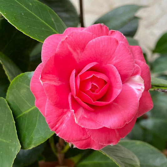 אוהבים קמליות? גם אנחנו 🌸