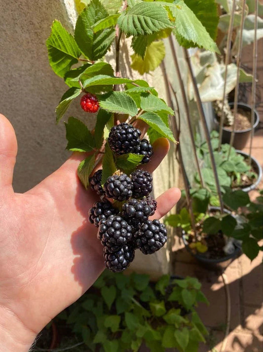 גידול שיחי בלקברי - סופר פוד, קל לגידול ורב שנתי